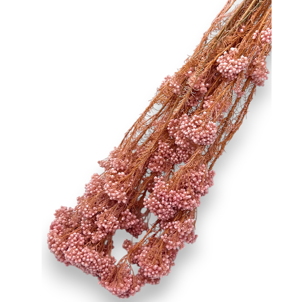 1C5E0A2A-D2A6-FDA5-7A88-0197AB8636A6_1 riniotis-image