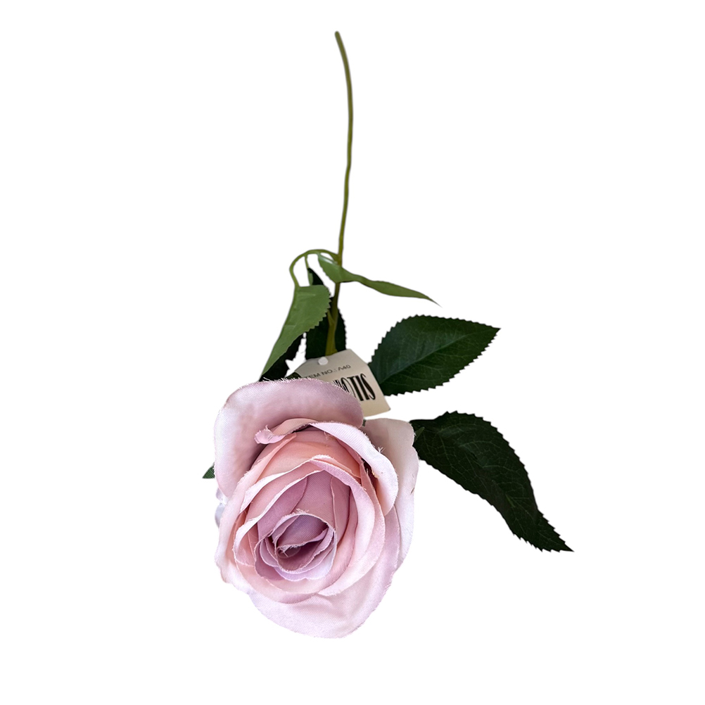 FF61A8AF-54B3-40AD-9130-019F1872362F_1 riniotis-image